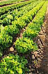 Oak leaf and Batavia lettuce growing in the field