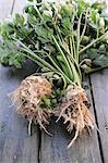 Celeriac on a wooden surface