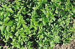 Lemon balm growing in the field (view from above)