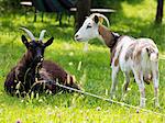 Two goats in a garden