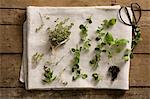 Fresh herbs on a white tea towel