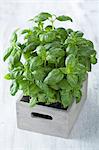 Fresh basil in a wooden crate