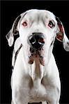 Studio portrait of great dane