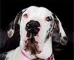 Close up studio portrait of great dane