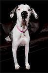 Studio portrait of great dane with back legs on sofa