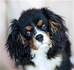 Portrait of king charles spaniel