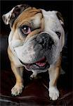 Portrait of bulldog standing on sofa