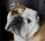 Close up portrait of bulldog