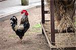 Rooster near hay storage in farm yard