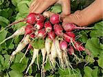 farmer hands with bunch of radishes different varieties