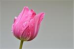 Close up of one pink tulip after rain on blurred background.