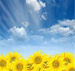 yellow sunflowers over blue cloudy sky background in summer