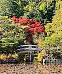 Serene bridge and pond of a Japanese Garden in Kyoto.