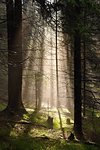 Rays of sun in the fog in the forest