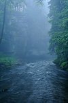 Dark River deep in the forest with fog
