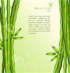 Vector illustration of Background with green bamboo