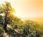 Sunny landscape with green trees in mountains