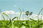 Lonely tree in a grassy meadow seen through the grass