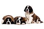 Three St Bernard puppies isolated on a white background together