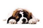 St Bernard puppy laid sleeping isolated on a white background