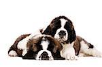 Two sleepy St Bernard puppies cuddling isolated on a white background