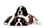 Two sleepy St Bernard puppies cuddling isolated on a white background