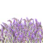 Lavender field  flowers isolated on white background
