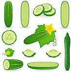Vector illustration of cucumber