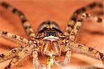 Macro-large spider on the floor with brown background