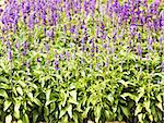 Meadow with blooming Blue Salvia herbal flowers. Blue Salvia is plant in the mint family.