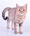 Beautiful 4 month old Scottish straight kitten walking towards. Studio shot.