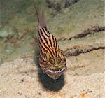 Male tiger cardinal fish cheilodipterus macrodon incubating eggs in mouth on tropical coral reef