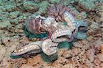 Common reef octopus underwater swimming on tropical coral seabed