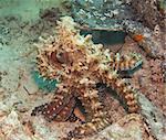 Common reef octopus underwater camouflaged on tropical coral