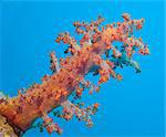 Closeup detail of a large soft coral on tropical coral reef