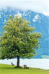 Achensee ( Lake Achen) summer landscape with blossoming chestnut tree and benches on shore (Austria).