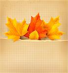 Autumn background with leaves. Back to school. Vector illustration.