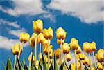 Yellow tulip field in the Netherlands