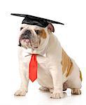 pet graduation - english bulldog wearing graduation cap and red tie sitting on white background - one year old