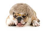 funny dog - english bulldog wearing silly wig and glasses isolated on white background