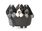 litter of puppies - three english cocker spaniel puppies in a black kettle isolated on white background - 7 weeks old