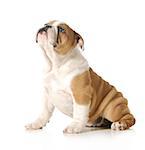 cute puppy - english bulldog puppy looking up isolated on white background - 12 weeks old