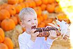 funny happy boy trying to eat colorful corn at pumpkin patch