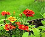 Flowers of Tagetes patula on green background