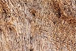 Texture - a bark of an old olive