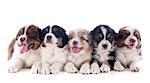 purebred puppies australian shepherd  in front of white background