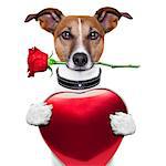 valentine dog with red rose and red big heart