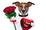 valentine dog  with a bunch of  red  roses and a red present box