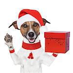 surprise christmas dog with a present red box