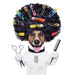 afro look dog with very big curly black hair , scissors and hair comb  with hair rollers